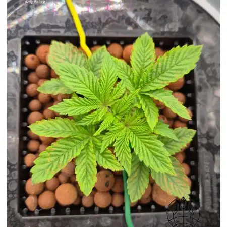 Sour Cherry Diesel