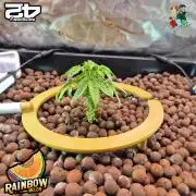 Rainbow Melon ( RDWC )