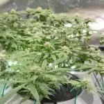 RDWC Cherry Bellini 1st photo grow