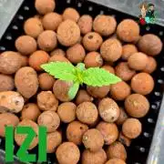 ( IZI Comp )Permanent Bluez RDWC