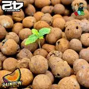 Rainbow Melon ( RDWC )