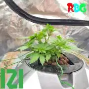 ( IZI Comp )Permanent Bluez RDWC