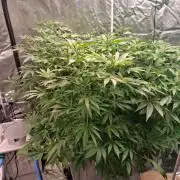 Alien Bubba RDWC
