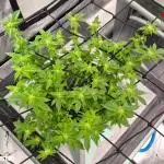 RDWC GRAPE OG 1st photo grow