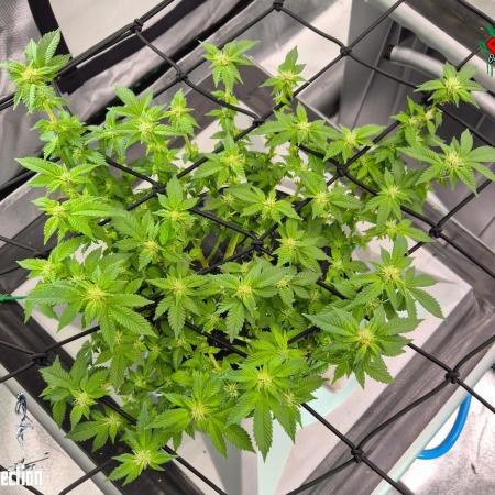 RDWC GRAPE OG 1st photo grow