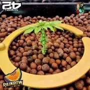Rainbow Melon ( RDWC )