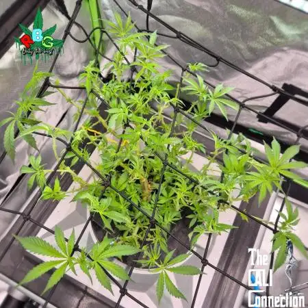 1st Photo Grow (Cherry Bellini)