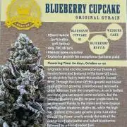 Blueberry cupcake RDWC