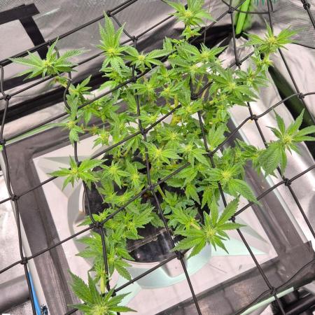 RDWC LA Punch 1st photo grow