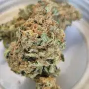 RDWC GRAPE OG 1st photo grow