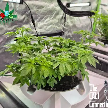 1st Photo grow (GRAPE OG)