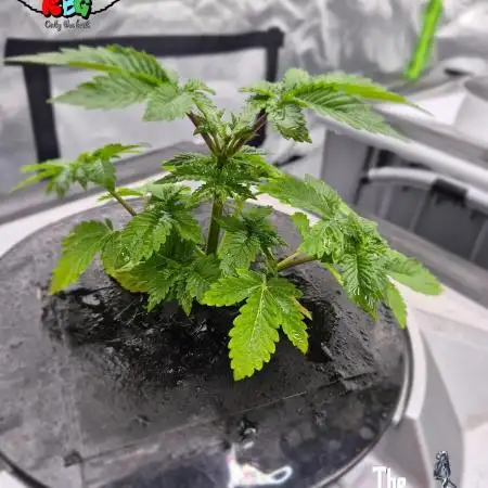 GRAPE OG ( Round 3 )