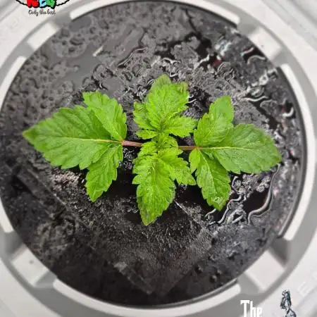 GRAPE OG ( Round 3 )