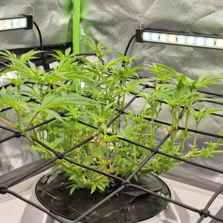 RDWC Cherry Bellini 1st photo grow