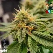 RDWC GRAPE OG 1st photo grow