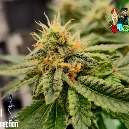 RDWC GRAPE OG 1st photo grow