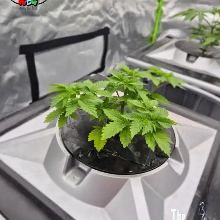 GRAPE OG ( Round 3 )