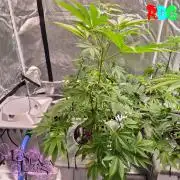 Alien Bubba RDWC