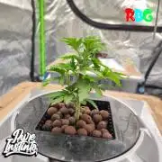 HB Dunkin'z ( RDWC )