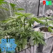 Lemon pound cake x blue star