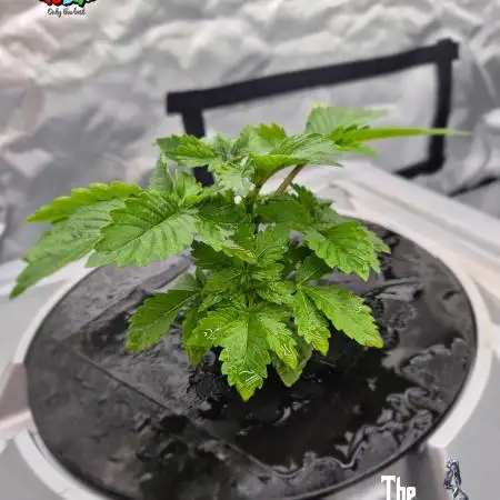 GRAPE OG ( Round 3 )