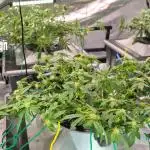 RDWC GRAPE OG 1st photo grow