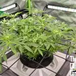 RDWC Cherry Bellini 1st photo grow