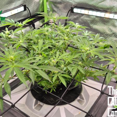 RDWC Cherry Bellini 1st photo grow