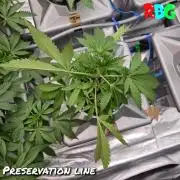 Peanut butter crashers ( RDWC )