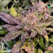 RDWC LA Punch 1st photo grow