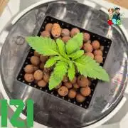 ( IZI Comp )Permanent Bluez RDWC