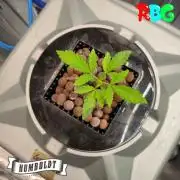 Gazzurple RDWC