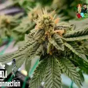 RDWC GRAPE OG 1st photo grow