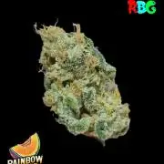 Rainbow Melon ( RDWC )
