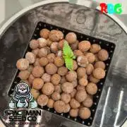 Apple fritter s1 RDWC