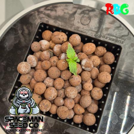 Apple fritter s1 RDWC