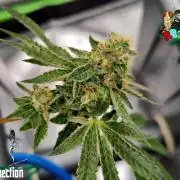 RDWC Cherry Bellini 1st photo grow