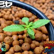 Lemon Cherry Runtz (DWC)