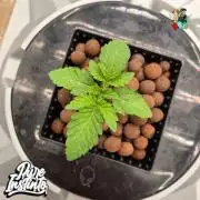 HB Dunkin'z ( RDWC )