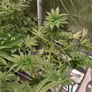 Apple fritter s1 RDWC