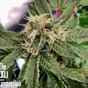 RDWC Cherry Bellini 1st photo grow