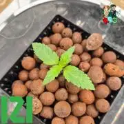 ( IZI Comp )Permanent Bluez RDWC