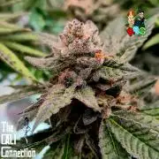 RDWC LA Punch 1st photo grow