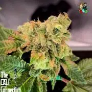 RDWC GRAPE OG 1st photo grow