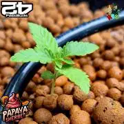 Papaya sherbet ( DWC )