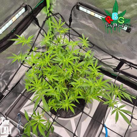 RDWC Cherry Bellini 1st photo grow