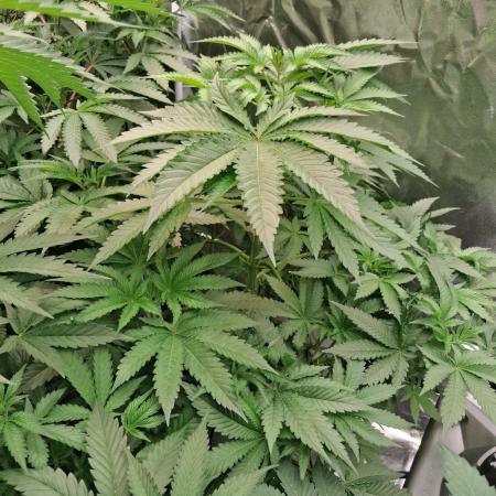 Apple fritter s1 RDWC