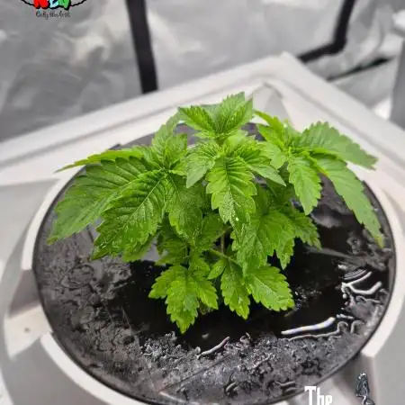 GRAPE OG ( Round 3 )