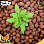 Rainbow Melon ( RDWC )