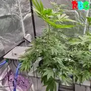 Alien Bubba RDWC